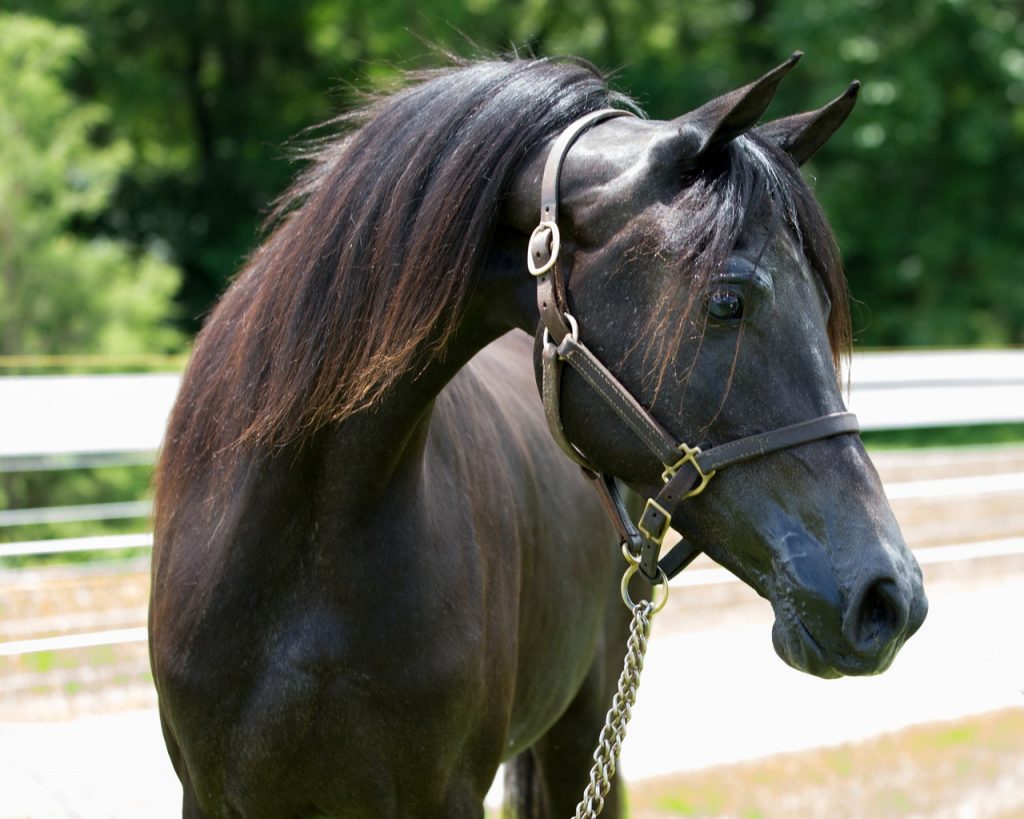 A stallion in Darren Yaw Singapore Stables